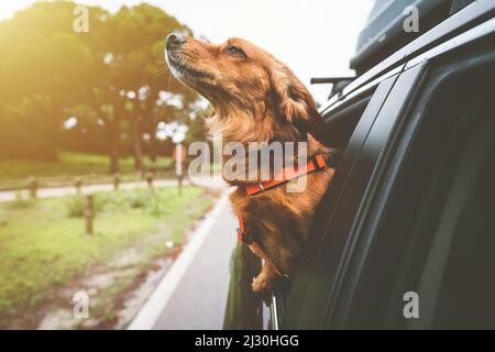 Dachshund, der im Auto fährt und vom Autofenster aus blickt. Glücklicher Hund, der das Leben genießt. Hundeausflug Abenteuer Stockfoto