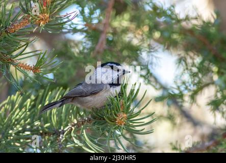 Bergchickadees, die auf einem Baum im Grand Canyon National Park thronen. Stockfoto