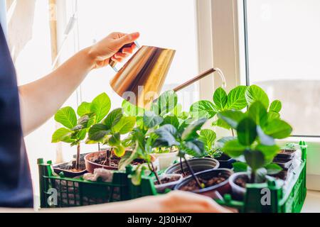 Bewässerung Hortensien Stecklinge mit Gießkanne. Wachsende Hortensien auf der Fensterbank. Gartenarbeit im Haus Stockfoto