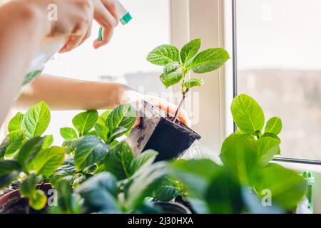 Gärtner sprüht bigleaf Hortensien mit Wasser unter Pflege von neuen Pflanzen. Wachsende Büsche aus Stecklingen in Töpfen zu Hause Stockfoto