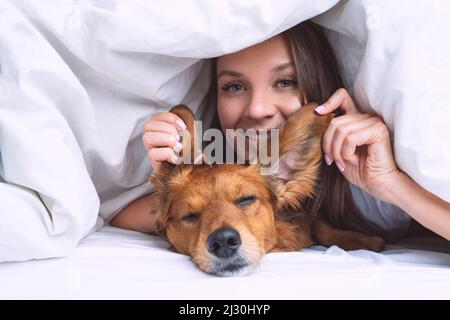Schöne Frau mit lustigen langhaarigen Dackel Hund unter der Decke im Bett liegen. Freundschaft zwischen Hund und Besitzer Stockfoto