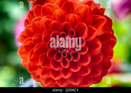 Red Ball Dahlia Nahaufnahme Stockfoto