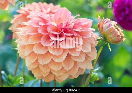 Rosa und orange Ball Dahlia in voller Blüte Stockfoto