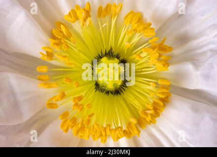 Nahaufnahme einer papierigen weißen Mohnblume Stockfoto