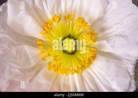 Nahaufnahme einer papierigen weißen Mohnblume Stockfoto