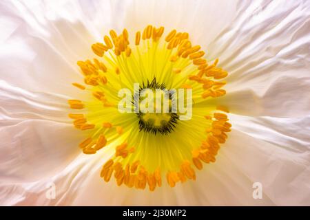 Nahaufnahme einer papierigen weißen Mohnblume Stockfoto