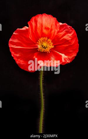 Studio Close-up einer papierigen roten Mohnblume auf schwarzem Hintergrund Stockfoto