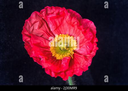 Studio Close-up einer papierigen roten Mohnblume auf schwarzem Hintergrund Stockfoto