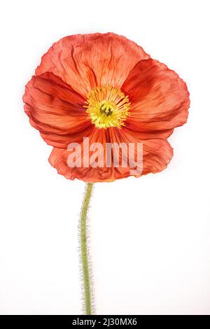 Studio Close-up einer papierigen roten Mohnblume auf weißem Hintergrund Stockfoto