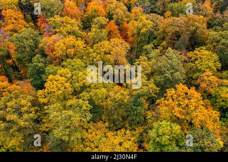 Herbstansicht eines Waldes mit gelben, orangen und roten Laubbäumen in einem Mischwald in Süddeutschland, Europa Stockfoto