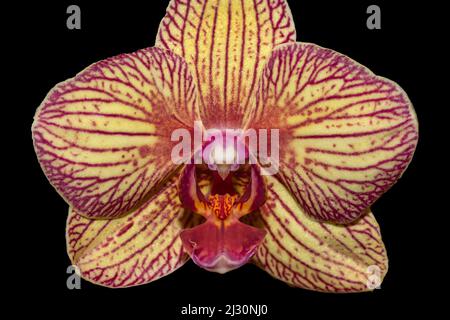 Gelbe und rote Orchidee in voller Blüte Stockfoto