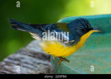 Tropical Parula (Setophaga pitiayumi) ist ein kleiner New World-Waldsänger. Es ist ein kleiner Singvögel. Stockfoto