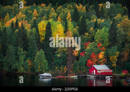 Rotes Bootshaus mit bunten Bäumen am See entlang der Wilderness Road im Herbst in Jämtland in Schweden Stockfoto
