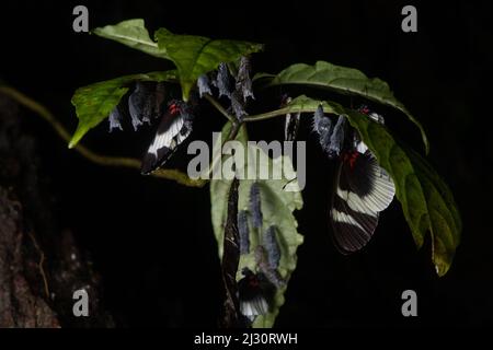 Doris Longwing-Schmetterlinge (Heliconius doris) sind kürzlich aus ihren Chrysalis auf der Unterseite eines Blattes im Regenwald Ecuadors hervorgegangen. Stockfoto