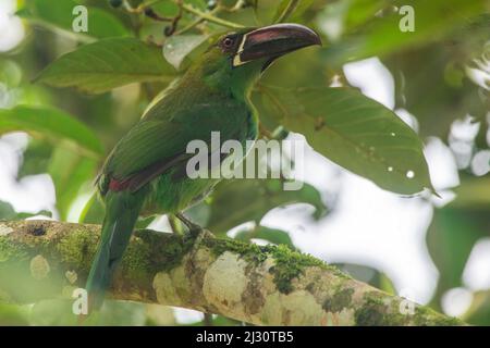 Ein karmesinroter Tukanet (Aulacorhynchus haematopygus), eine Tukan-Art aus dem Süden Ecuadors. Stockfoto