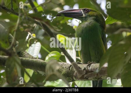 Ein karmesinroter Tukanet (Aulacorhynchus haematopygus), eine Tukan-Art aus dem Süden Ecuadors. Stockfoto