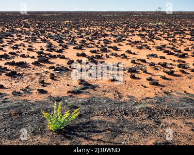 Neues Leben keimt in einem verbrannten Abschnitt der Großen Sandigen Wüste in der Nähe von Port Hedland. Stockfoto