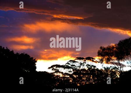 Stürmischer Sonnenuntergang am Himmel mit Eukalyptus-Gummibäumen, Westaustralien Stockfoto