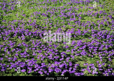 Ein Meer von Krokussen, Bad Honnef, NRW, Deutschland Stockfoto