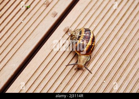 Eine große Schnecke mit einer runden Muschel kriecht auf einer rauen Straße. Tiere in freier Wildbahn Stockfoto