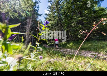 Wanderin, Aldein, Radein, Südtirol, Südtirol, Italien Stockfoto