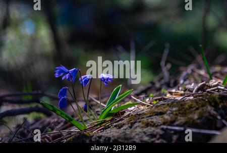 Erste Frühling blaue Scilla siberica Blumen in einem wilden Wald Stockfoto