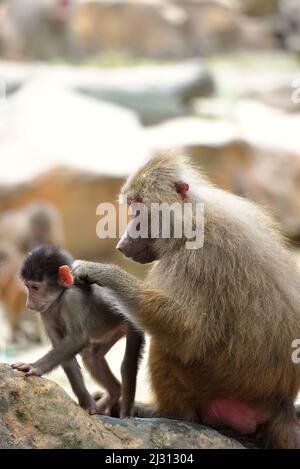 Eine weibliche Hamadryas Baboon, Papio hamadryas, die ihre Jungen stöhnt Stockfoto