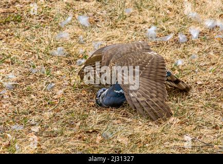 Ein unreifer Sharp-Shinned Hawk mit einer Blue Jay-Beute, die er gerade in den Pocono Mountains in Pennsylvania gefangen genommen hat. Stockfoto