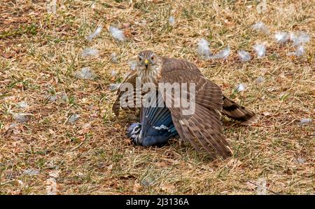 Ein unreifer Sharp-Shinned Hawk mit einer Blue Jay-Beute, die er gerade in den Pocono Mountains in Pennsylvania gefangen genommen hat. Stockfoto