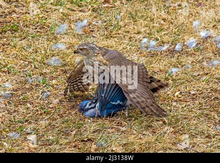 Ein unreifer Sharp-Shinned Hawk mit einer Blue Jay-Beute, die er gerade in den Pocono Mountains in Pennsylvania gefangen genommen hat. Stockfoto