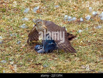 Ein unreifer Sharp-Shinned Hawk mit einer Blue Jay-Beute, die er gerade in den Pocono Mountains in Pennsylvania gefangen genommen hat. Stockfoto