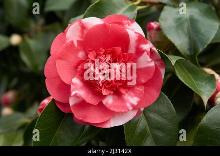 Nahaufnahme einer rosa-weißen japanischen Kamelienblume (Camillia japonica), die im Frühling blüht (März) Stockfoto