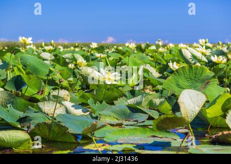 Point Pelee National Park, Marsh Board Walk, Lotusblumen Stockfoto