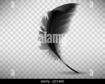 Schwarze flauschige Feder mit Schatten Vektor realistische Illustration, isoliert auf transparentem Hintergrund. Feder aus Flügel des Vogels oder gefallenen Engel, Symbol Stock Vektor