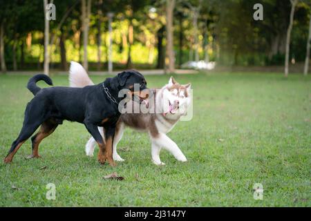 Zwei Hunde verschiedener Rasse - Rottweiler und Alaskan Malamute im Park. Hund sozialisieren Konzept. Stockfoto