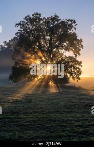 Herrliches Herbstmorgendlicht beleuchtet eine große alte Eiche, Bernried, Bayern Deutschland Stockfoto