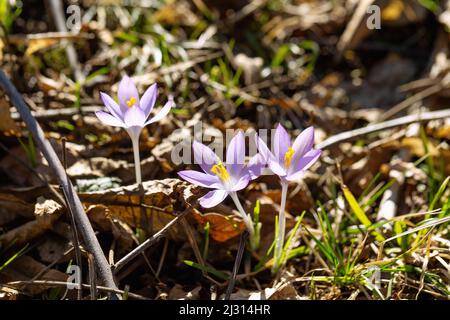 Blühende Krokusse zwischen Herbstblättern, Krokus Stockfoto