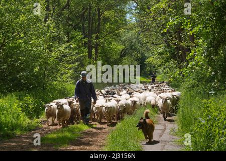 Hirte mit Schafen, Hiddensee, Ostsee, Mecklenburg-Vorpommern, Deutschland Stockfoto