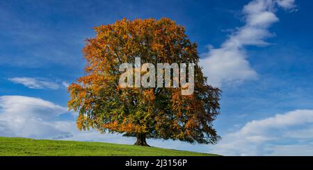 Buche, (Fagus sylvatica), im Herbst, Solitärbaum bei Rieden am Forggensee, Ostallgäu, Allgäu, Bayern, Deutschland, Europa Stockfoto