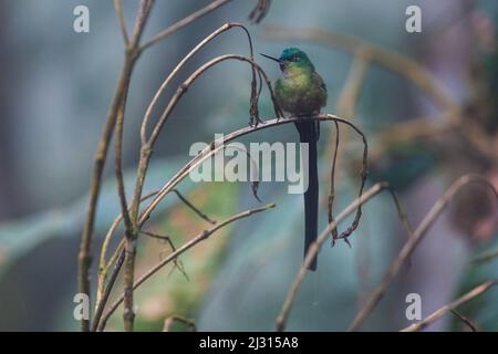 Ein Veilchenschwanzsylph (Aglaiocercus coelestis), der im ecuadorianischen Nebelwald im Reservat von Buenaventura in Ecuador thront. Stockfoto