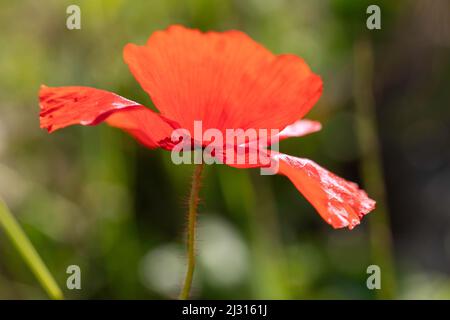 Maismohn, Papaver-Rhoeas, Blume Stockfoto