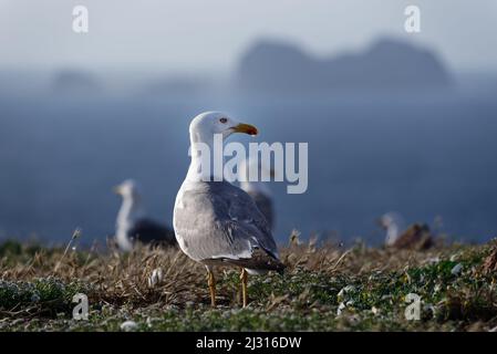 Steiler Felsen im Atlantik, Berlenga Grande, Estremadura, Portugal Stockfoto