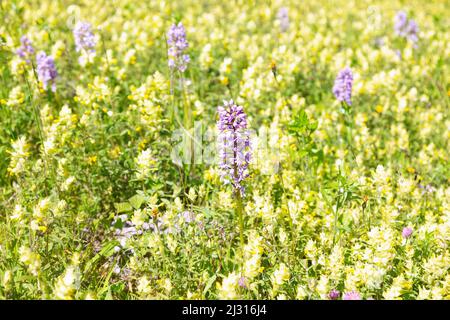 Helmorchidee, Orchis militaris. Auf einer Blumenwiese im Europareservat Unterer Inn bei Aigen Stockfoto