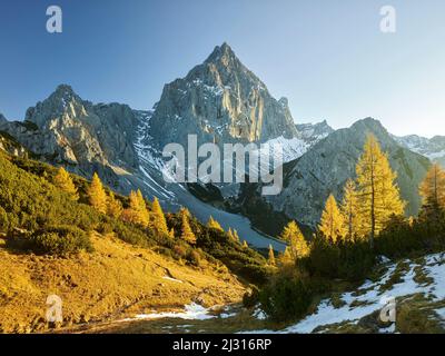 Gelbe Lärchen vor dem Torstein, Dachsteinmassiv, Salzburg, Österreich Stockfoto