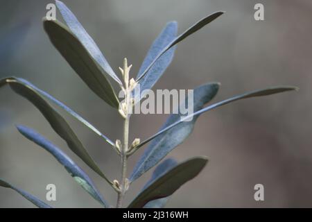 Olivenblätter auf dem Zweig. Verschwommener Naturhintergrund. Stockfoto