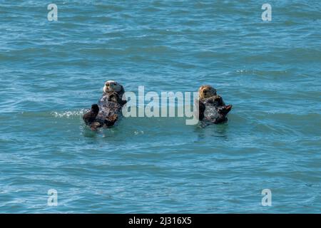 Zwei Seeotter, die im Wasser in der Nähe von Kachemak Bay, Alaska, roben Stockfoto