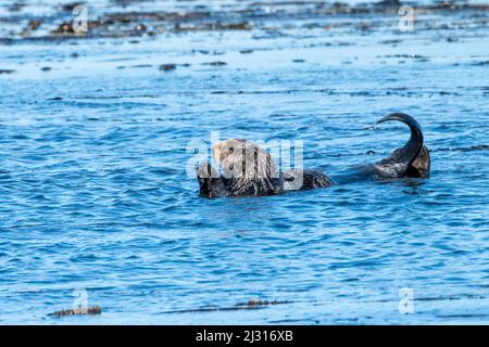 Sea Otter schwimmt in der Nähe von Kachemak Bay, Alaska Stockfoto