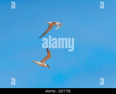 Ein Paar australische Feenternen (Sternula nereis) im Flug, Point Quobba, Western Australia, WA, Australien Stockfoto