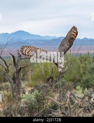 Great Horned Owl in Flug Stockfoto