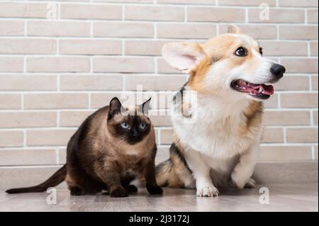 Corgi tricolor und Thai Katze auf dem Hintergrund einer Backsteinmauer. Stockfoto